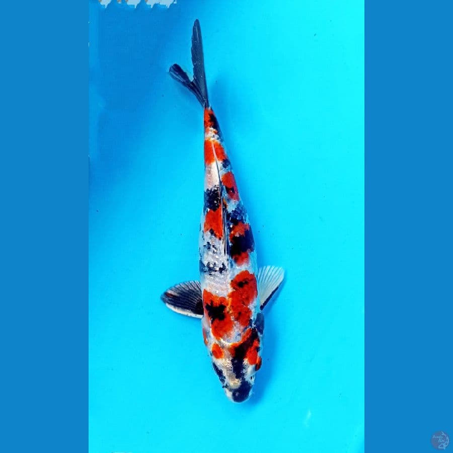 showa hikari 20cm