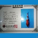 import showa 25cm 