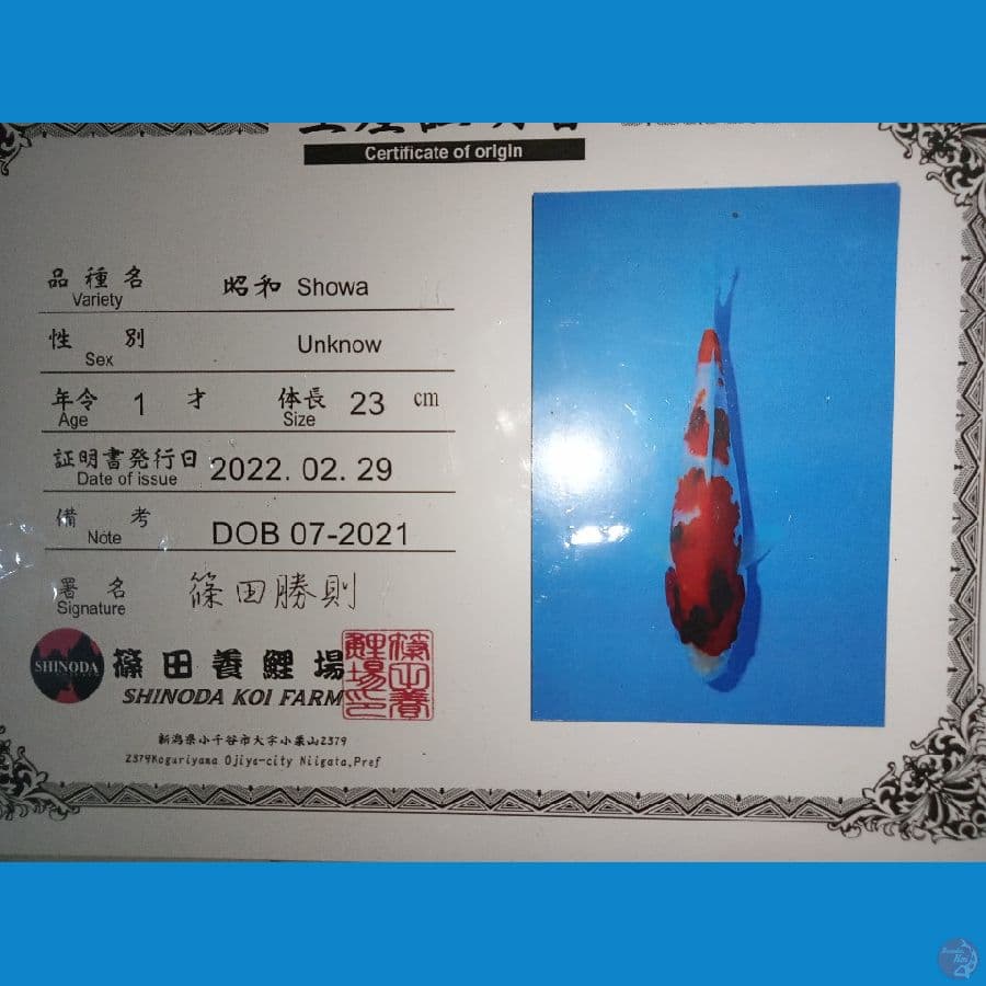 import showa 25cm