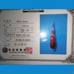 import showa 25cm