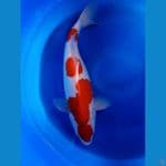 Beautiful kohaku +- 50 cm female HQ