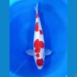 Handsome Kohaku 50 cm HQ 