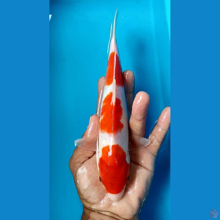 kohaku 25cm