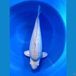 Super Nice soragoi 50 cm Male 
