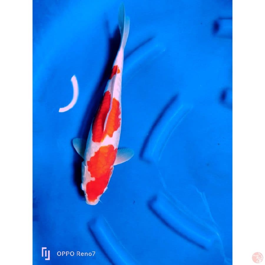 kohaku original doitsu 35cm