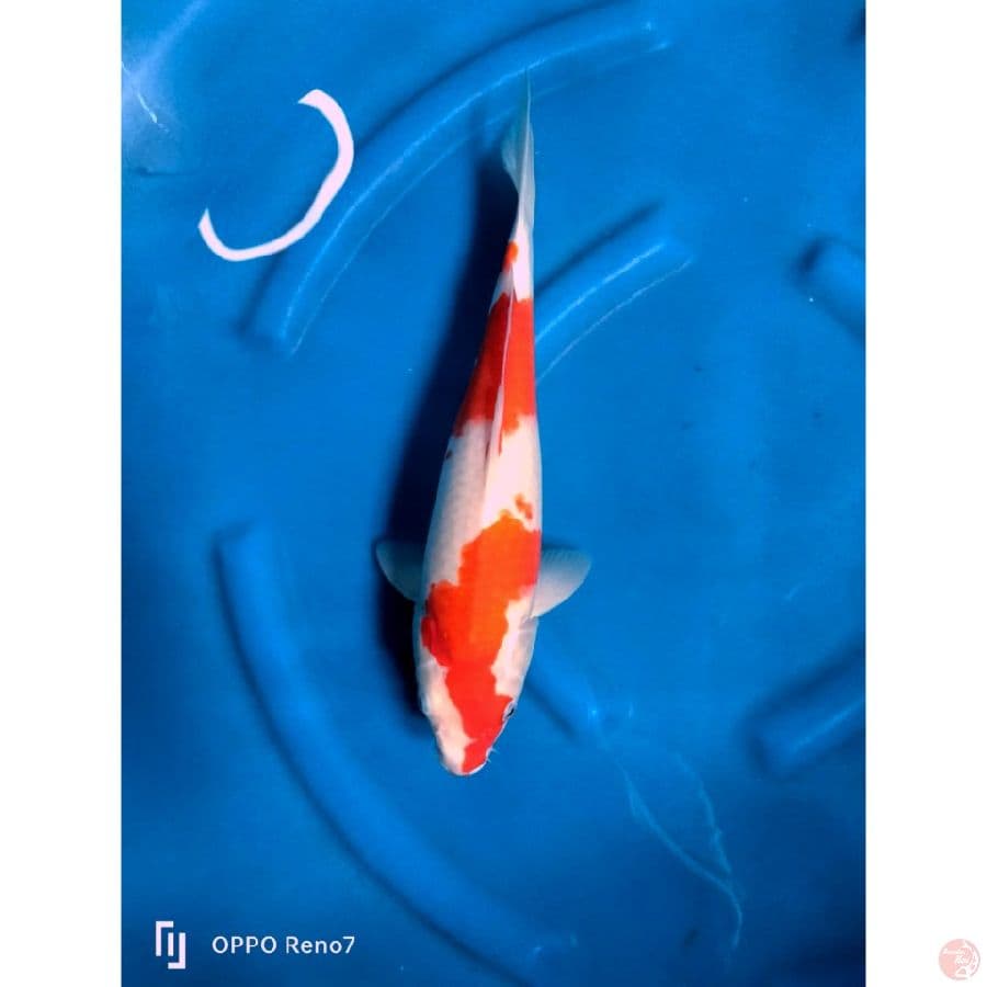 kohaku 35cm