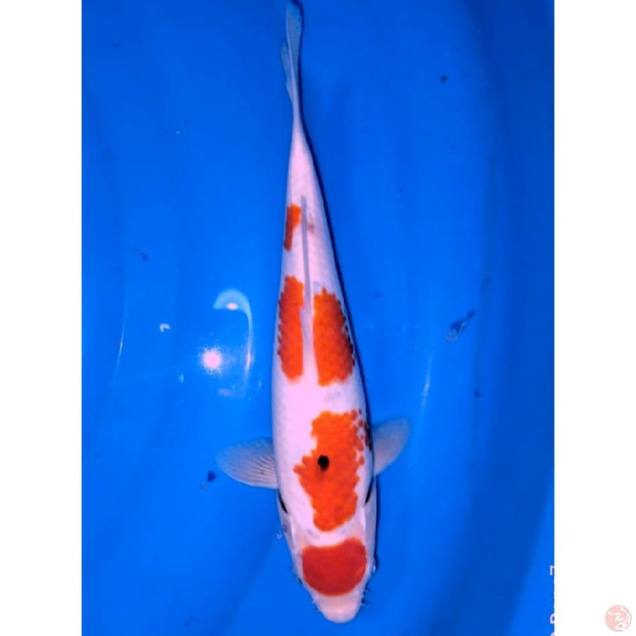 sanke tategoi 25cm