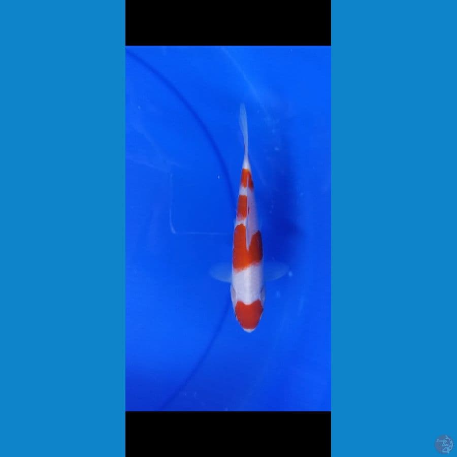 Kohaku ory