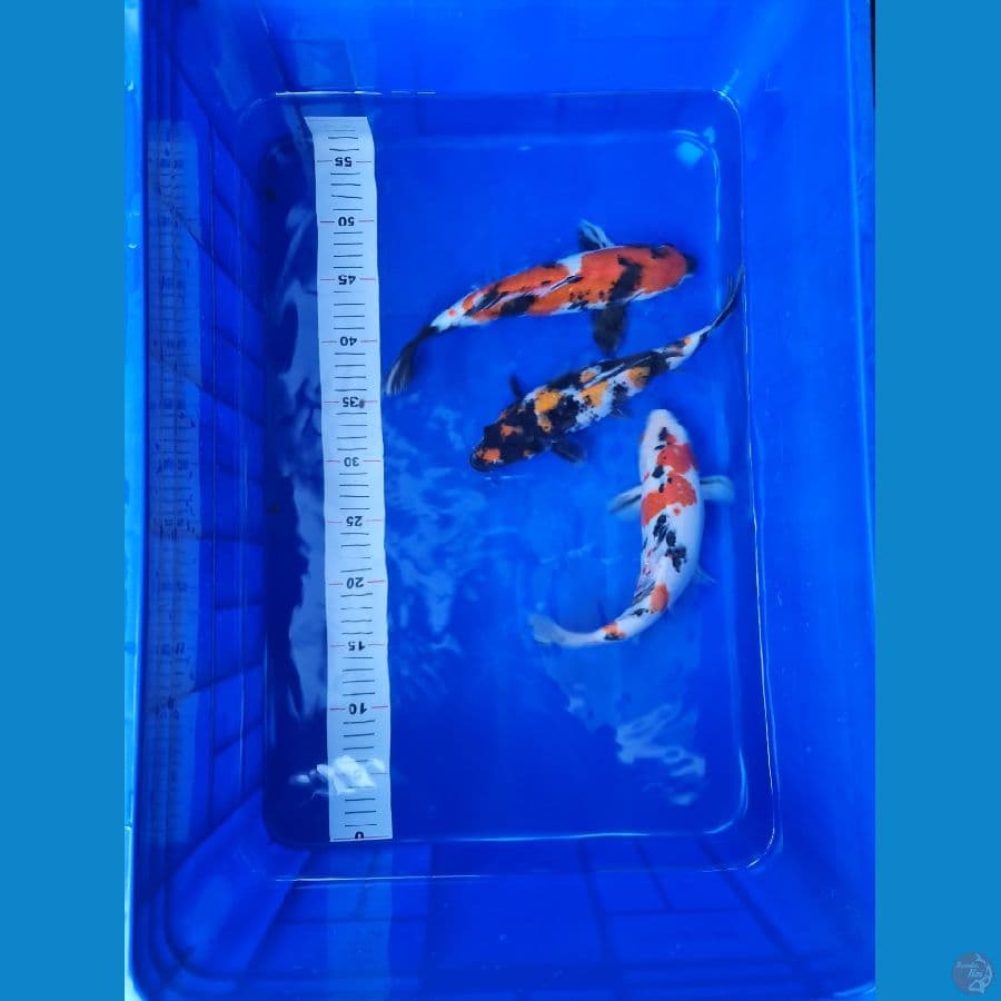 paket KOI Showa & Sanke