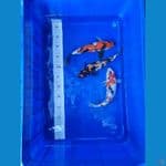 paket KOI Showa & Sanke