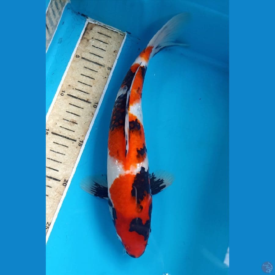 showa 30cm