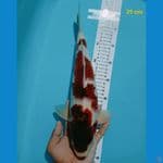 goromo 39cm