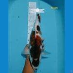goromo 43cm