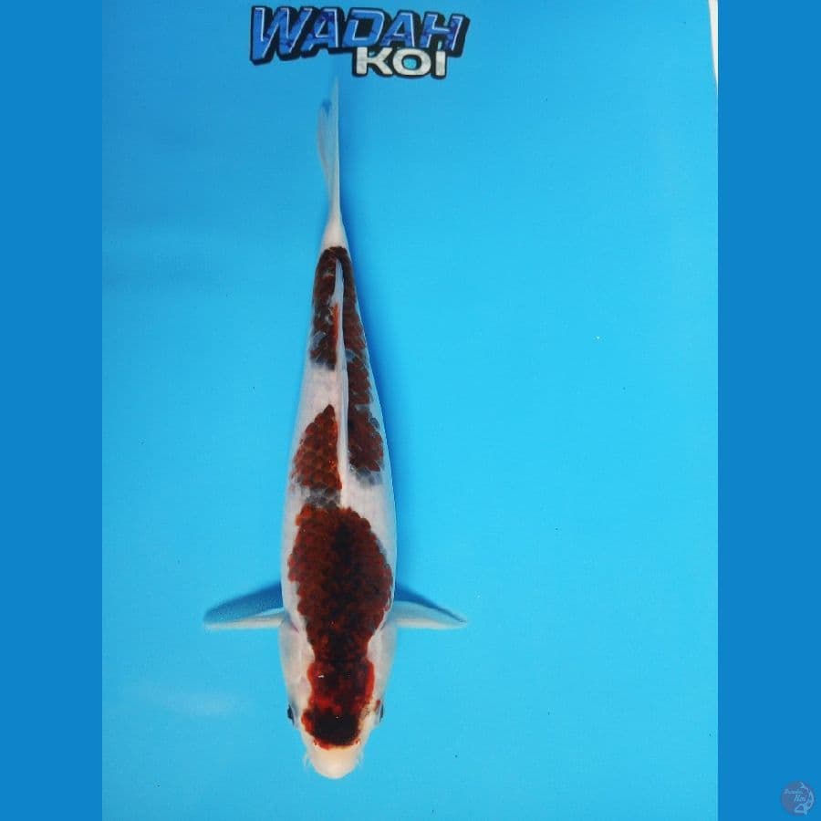 GOROMO INAZUMA - 32cm
