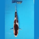 GOROMO INAZUMA - 32cm