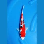 doitsu sanke sq 25cm