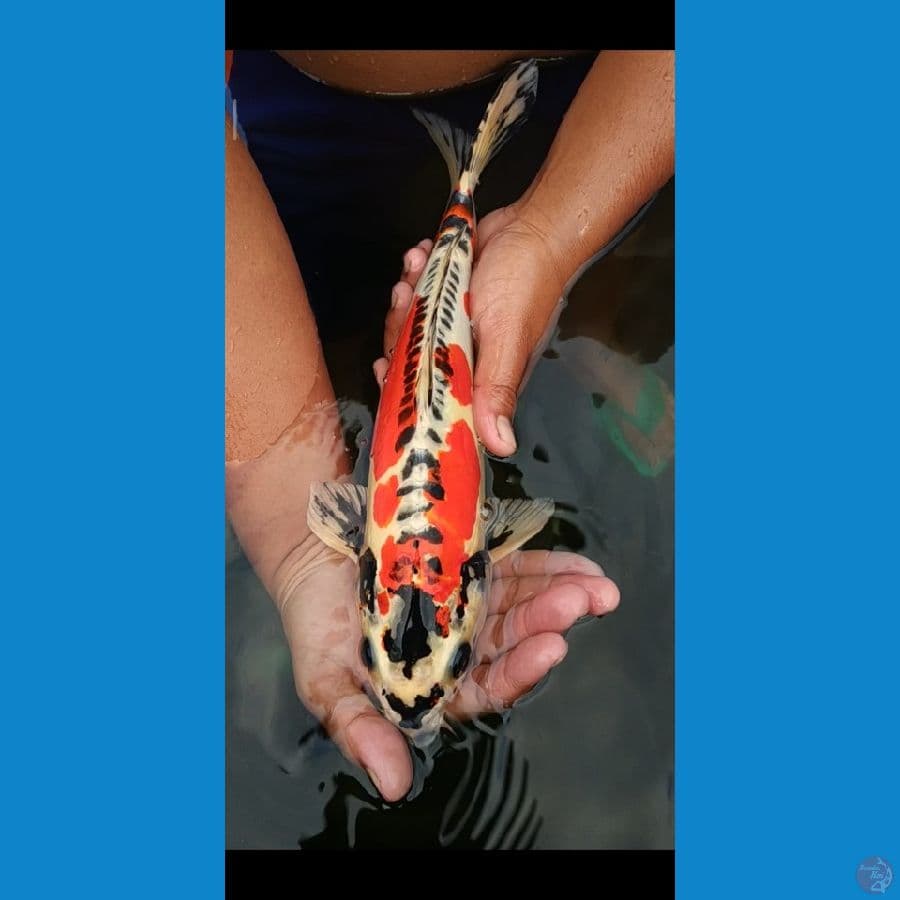 Benikiko red strong 35 cm jantan
