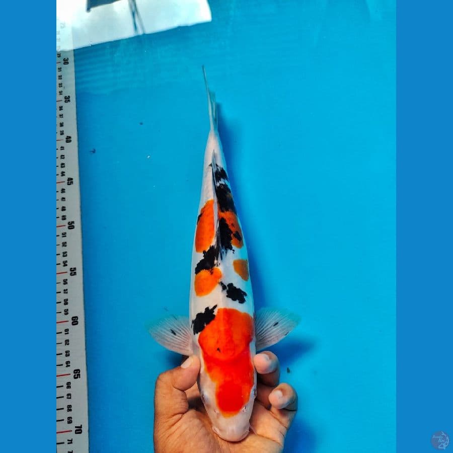 sanke doithsu male 34cm