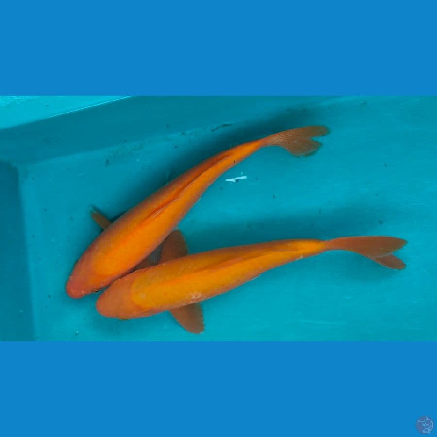karashi manggo f1 33cm