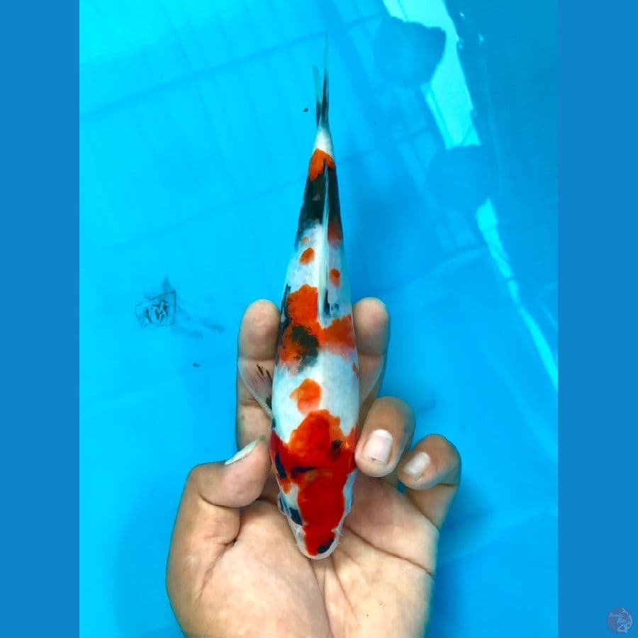 kindai showa 25cm