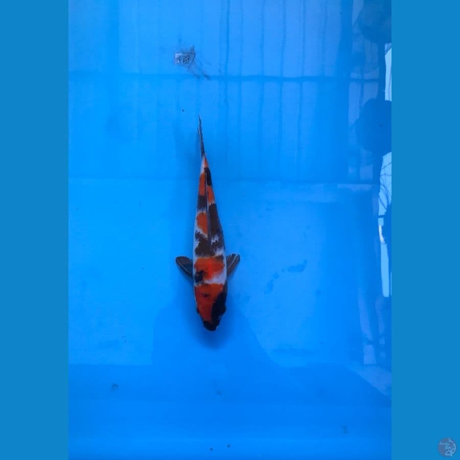 showa 24cm