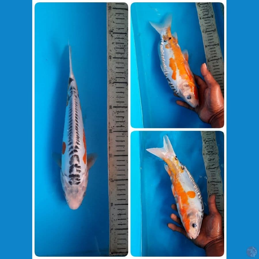 shusui 31cm