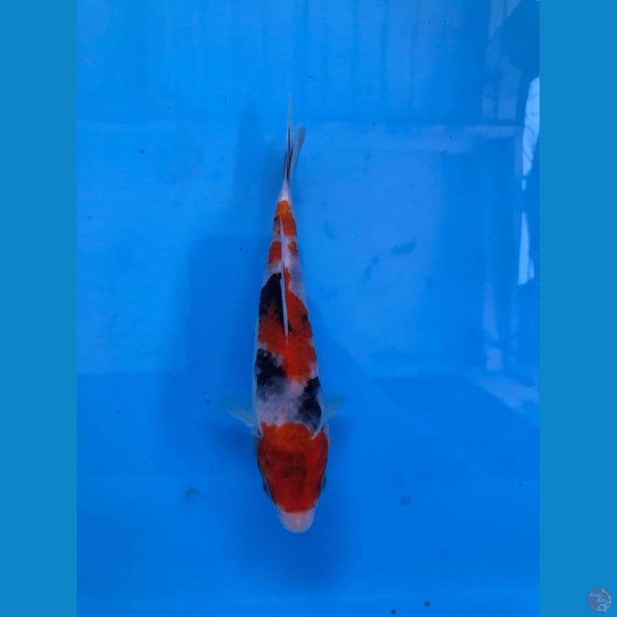 showa 14cm