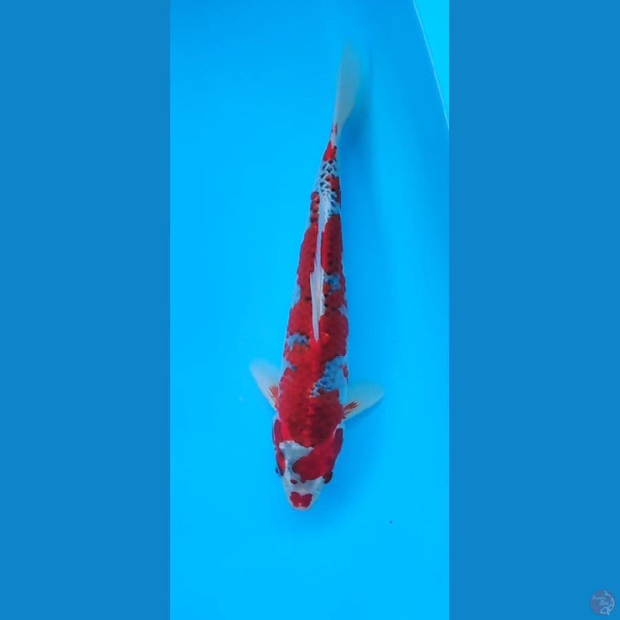 ghoshiki strong 32 cm