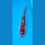 ghoshiki strong 32 cm