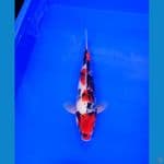 SHOWA TATEGOI 27 CM MALE