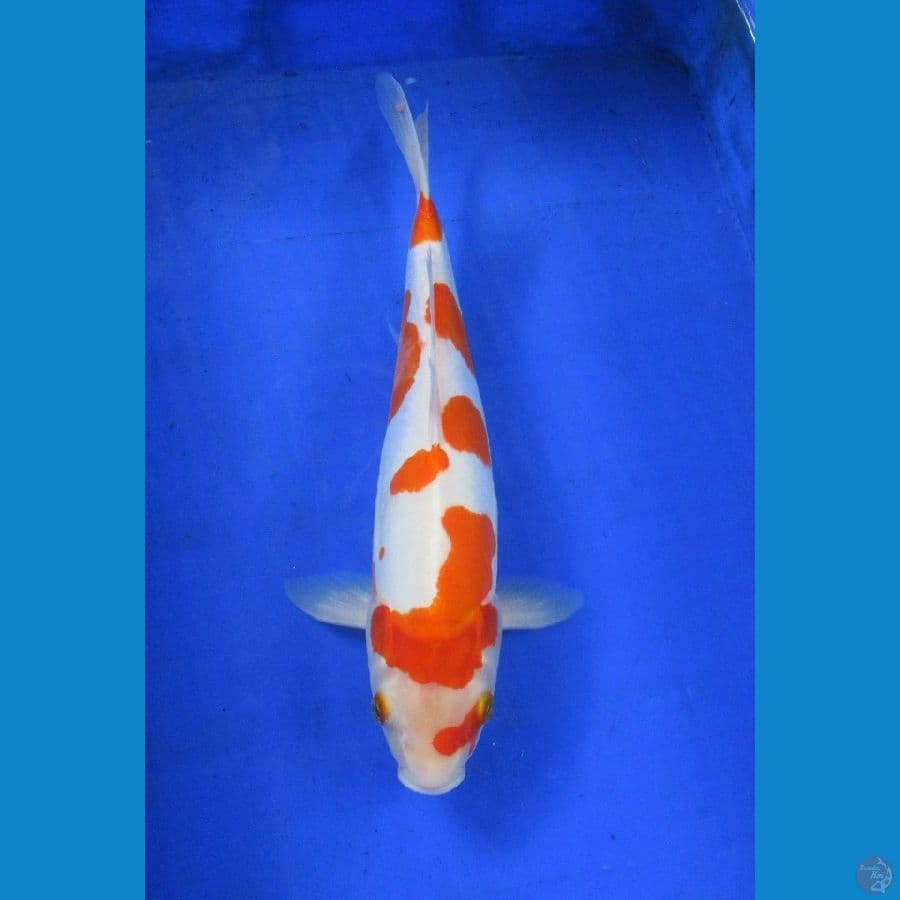 doitsu kohaku ±35cm