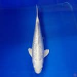 Platinum Ginrin 27cm