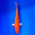 Orenji Ogon 28cm