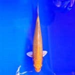 Yamabuki Ogon 29cm