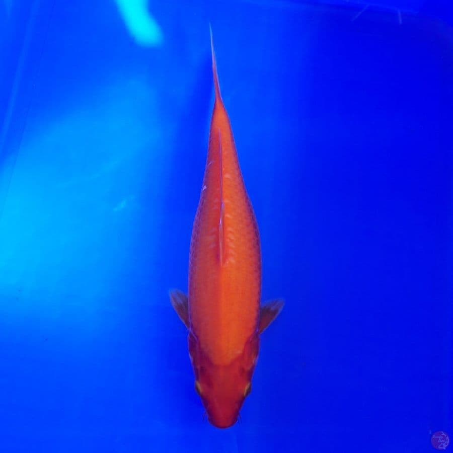 Benigoi Bulky 30cm