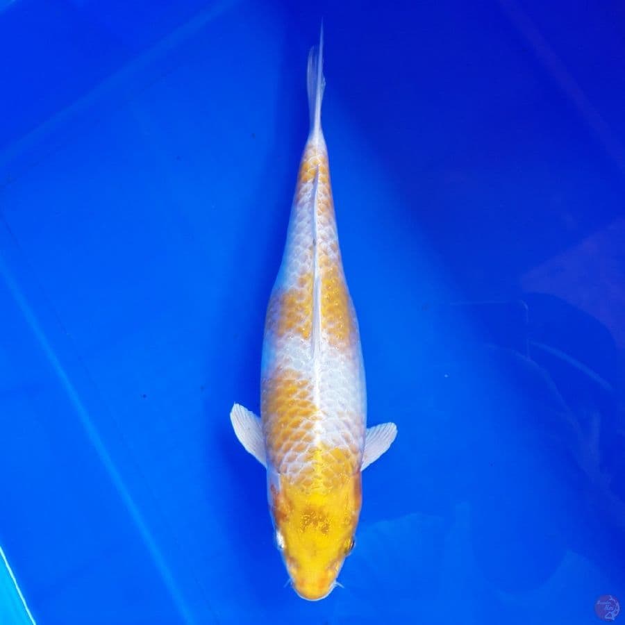 Hariwake Bulky 30cm