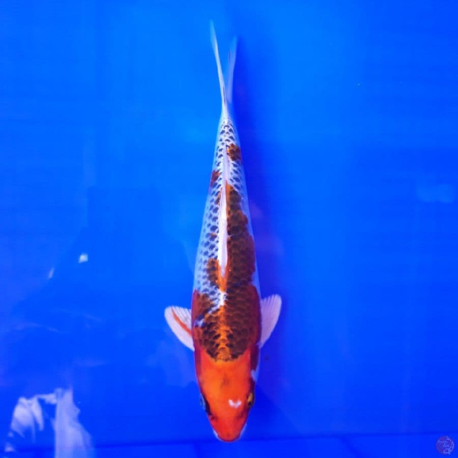 Kujaku Male 26cm