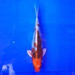 Kujaku Male 26cm
