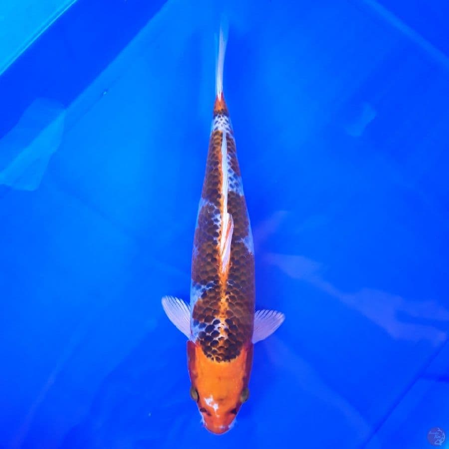 Kujaku 33cm