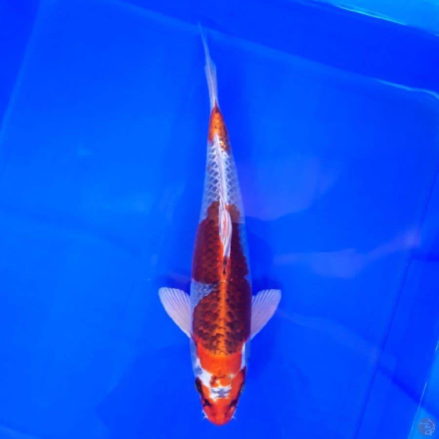 Red Kujaku Male 33cm