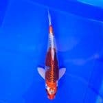 Red Kujaku Male 33cm