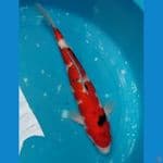 Sanke 31cm