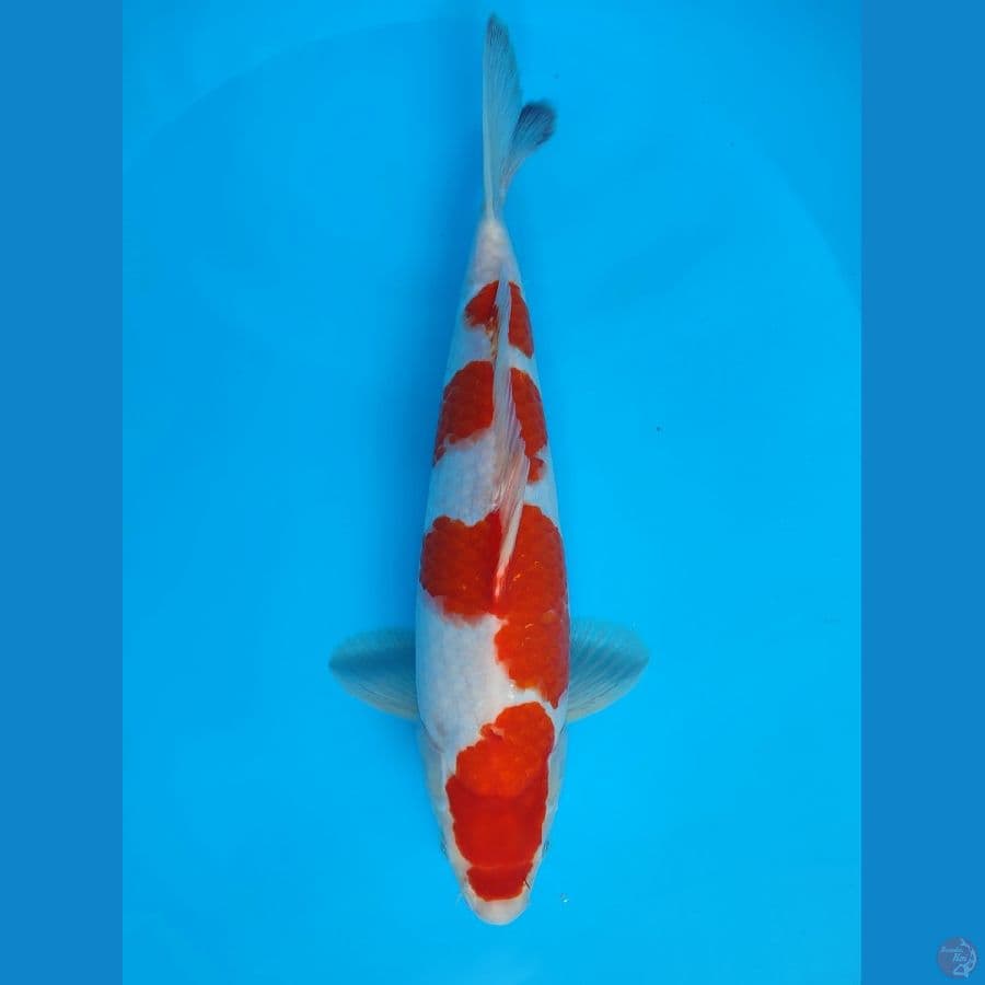 kohaku original male