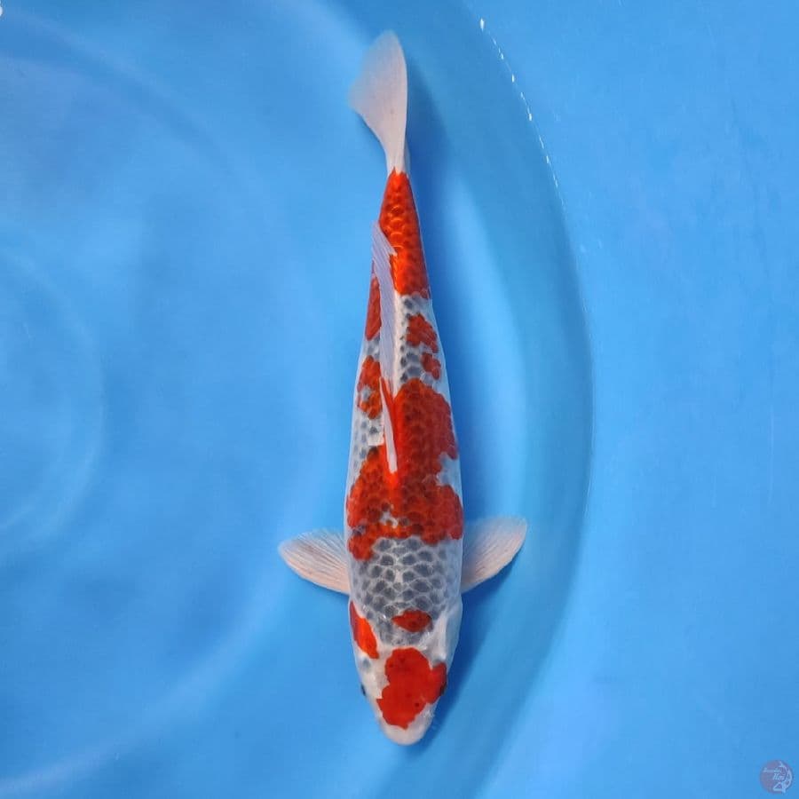 Gosiki original male 35cm