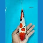 sanke 24cm