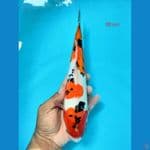 sanke 30cm