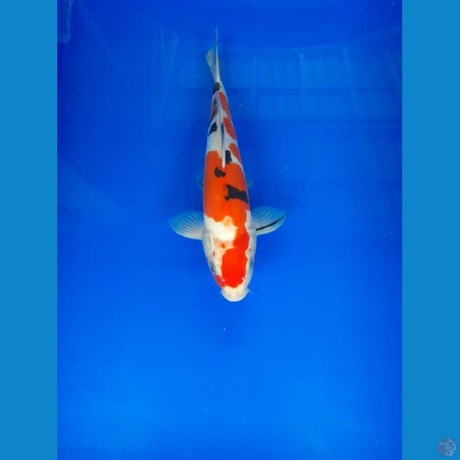 SANKE DOIT 28 CM