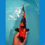 Oren 37 cm f