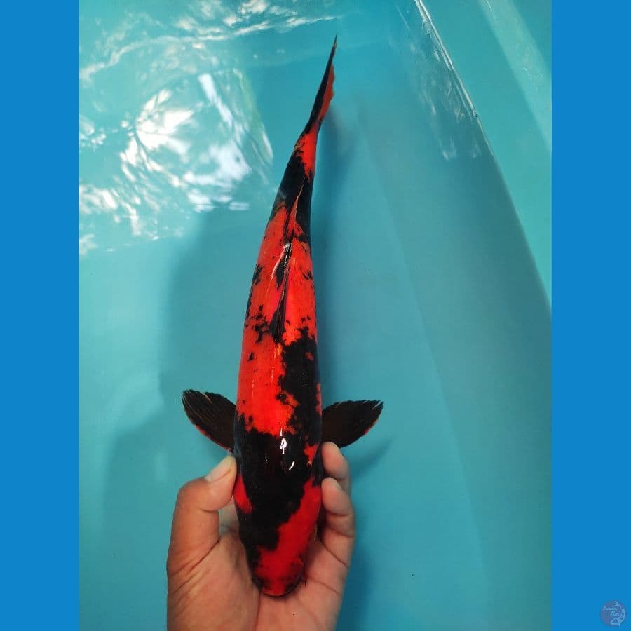 Oren 37 cm M