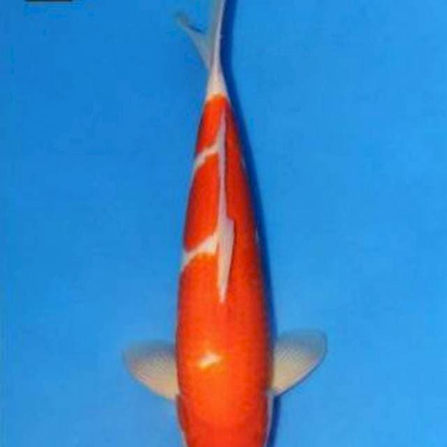 Kohaku Serty Oishi